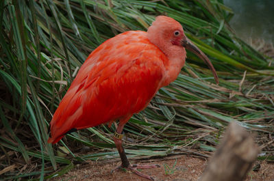 Close-up of a bird on field