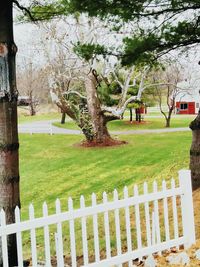 Trees in park