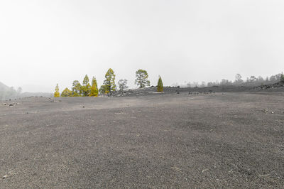 Trees on field against sky