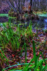 Scenic view of lake in forest