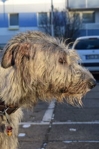 Close-up of dog outdoors