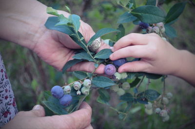 Close-up of hand holding fruit