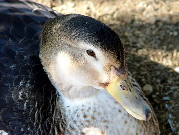 Close-up of a bird on field