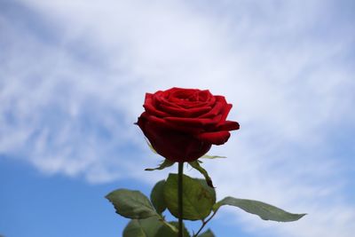 Close-up of red rose against sky