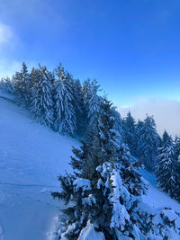 Pine trees on snow covered land against sky