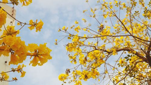 Low angle view of yellow flowering tree against sky