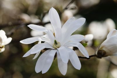 Close-up of white flowering plants