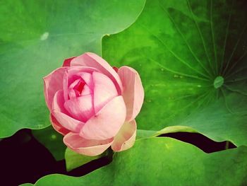 Close-up of pink rose blooming outdoors