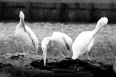 Swans on lake