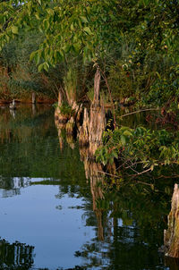 Scenic view of lake in forest