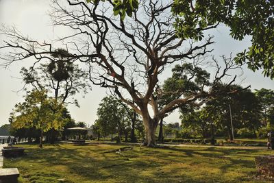 tree