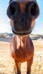 Close-up portrait of a horse