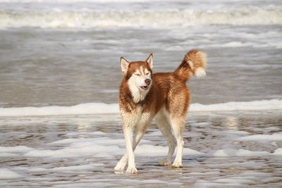 Arctic fox standing on beach
