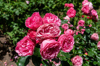 Close-up of pink roses