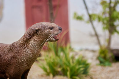 Close-up of an animal