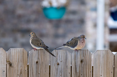 bird