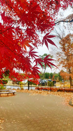 Close-up of autumn leaves on tree