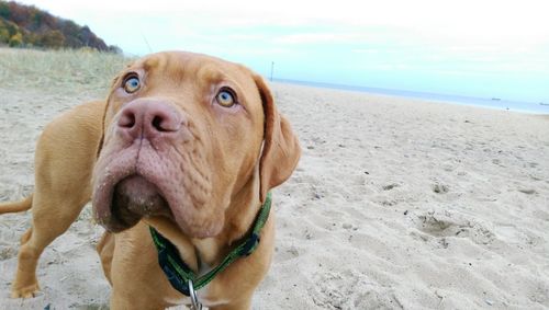 Close-up dog on beach