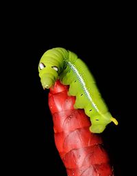 Close-up of insect on leaf over black background