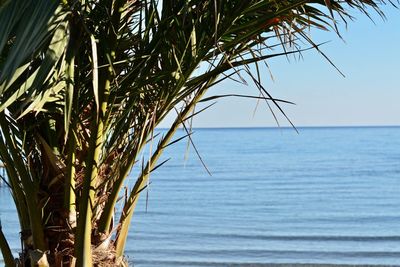 Close-up of tree by sea against sky