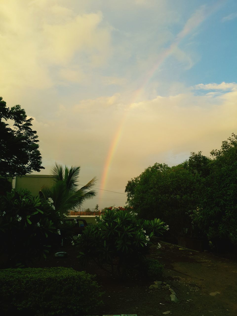 tree, sky, tranquil scene, beauty in nature, scenics, cloud - sky, sunset, tranquility, rainbow, nature, growth, sun, idyllic, cloud, sunlight, sunbeam, landscape, cloudy, green color, plant