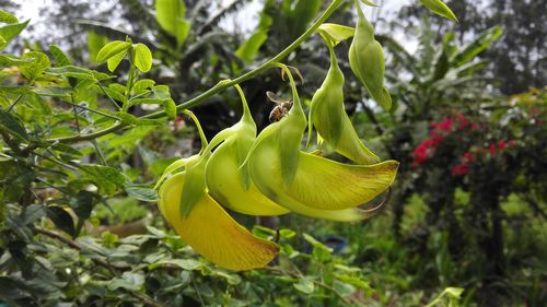 Close-up of yellow flowers