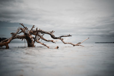 Surface level of driftwood on shore against sky
