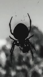 Close-up of spider on web