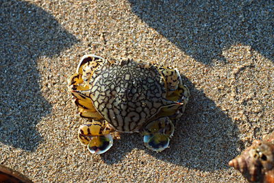 High angle view of shells on beach