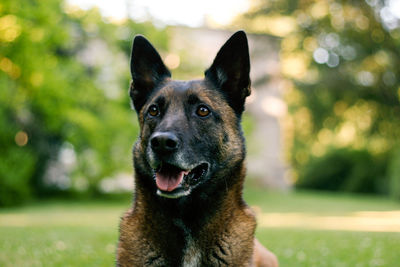 Close-up of dog sitting at park