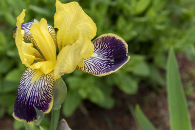 Close-up of purple flowering plant