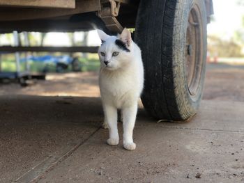 Portrait of a cat