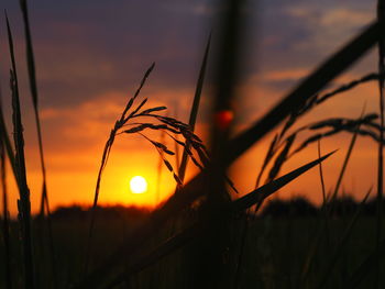 Close-up of silhouette plants against sunset sky