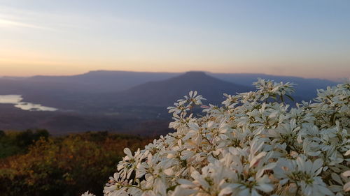 Close-up of flowering plants against sky during sunset