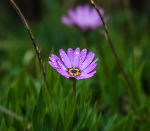 Close-up of purple flower blooming outdoors