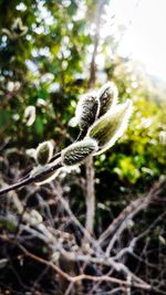 Close-up of plant growing on field