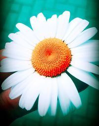 Close-up of white daisy