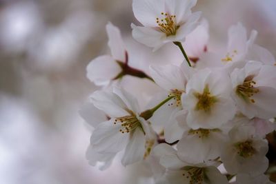 Close-up of white flowers