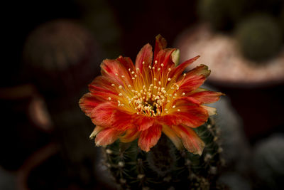 Close-up of red flower