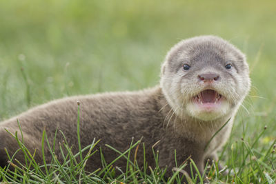 Close-up portrait of a rabbit on field