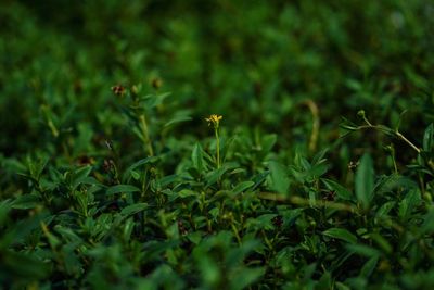 Close-up of flowering plants on field