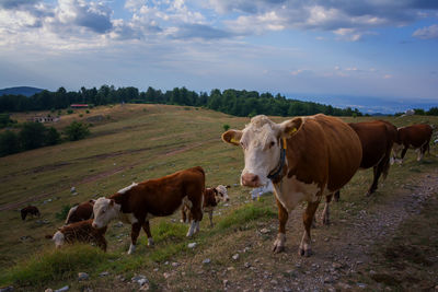 Cows on field against sky