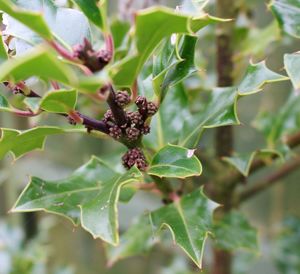 Close-up of plant