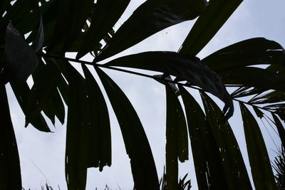 Low angle view of tree against sky