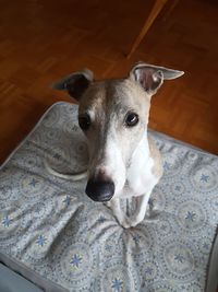 High angle portrait of dog at home