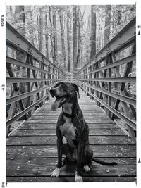 Footbridge over trees