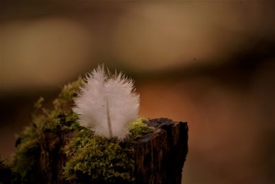 Close-up of feather on tree