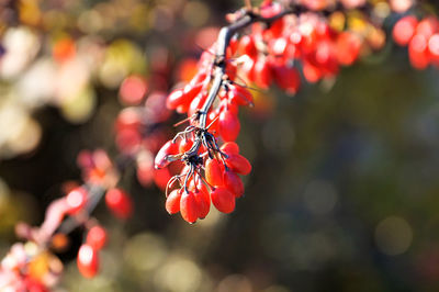 Close-up of red berries on plant