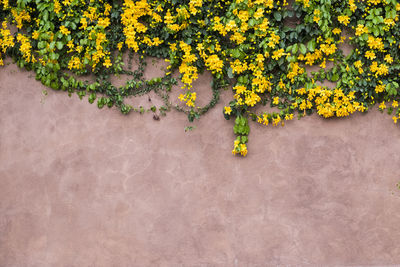 High angle view of yellow flowering plants on wall