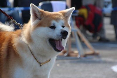 Close-up of a dog looking away